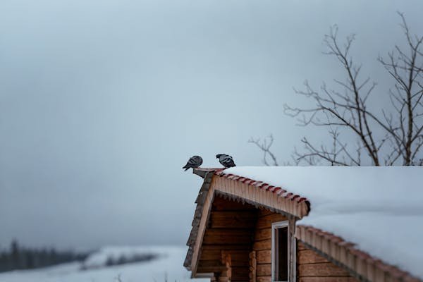 Optez pour un filet anti oiseaux toiture : simplicité et efficacité